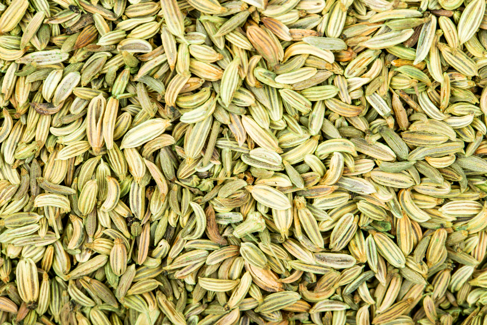Jeera cumin harvest fields Rajasthan
